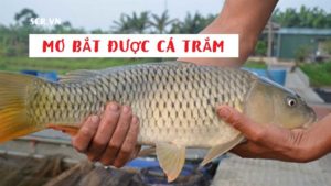 mơ câu được cá trắm