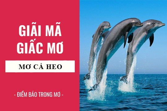 Giải mã giấc mơ thấy cá heo báo điềm lành hay dữ